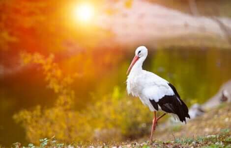 Stork foran solnedgang