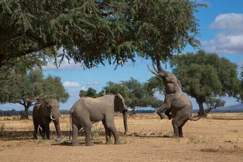Vilde elefanter på savanne