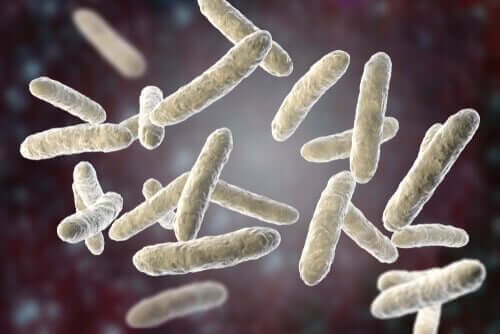 Bakterier kan forårsage lungebetændelse hos kæledyr