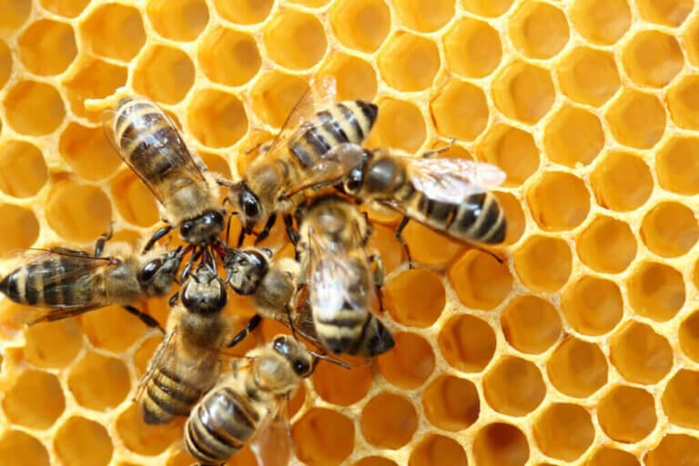 Alt om biernes dans til at finde føde