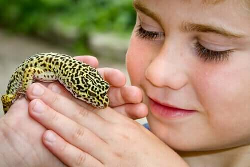 Leopardgekkoen er det ideelle kæledyr