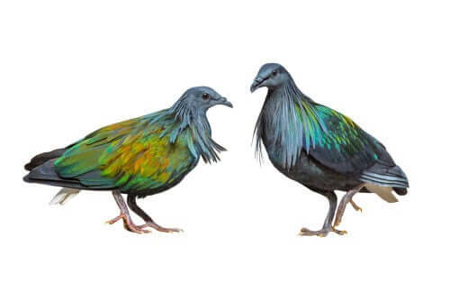 Tegning af to fugle