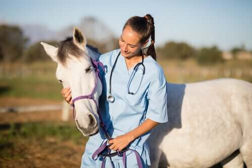 Pleje og behandling af heste med skab