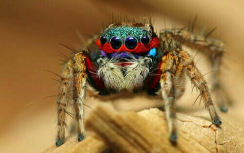 Flerfarvet edderkop