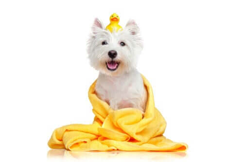 Hund med badeand og håndklæde, da man kan bade kæledyr med vådservietter