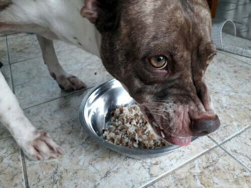 Hund spiser hjemmelavet foder for at bekæmpe fordøjelsesproblemer hos hunde