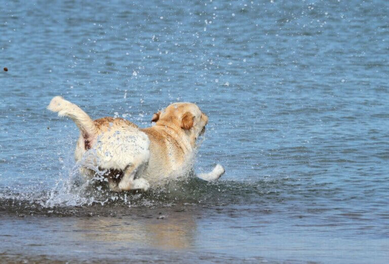 Redningshold redder hund til havs