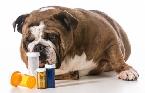 Hvor meget medicin bør man give en hund?