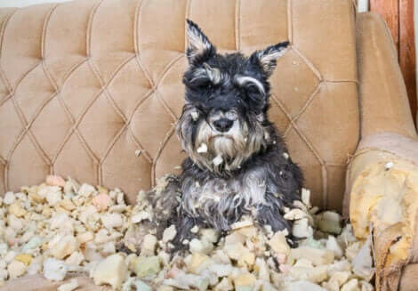 Ødelagt sofa illustrerer OCD hos hunde