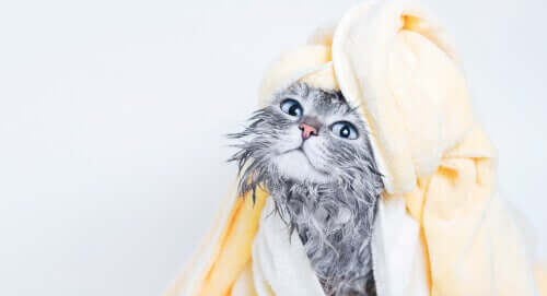 Kat med håndklæde om sig