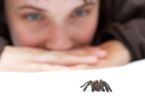 Person ser på edderkop, selvom nogle har en frygt for edderkopper
