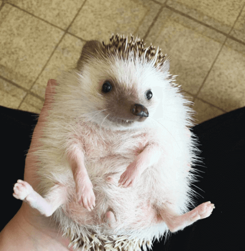 Pindsvin med Wobbly Hedgehog Syndrome får massage