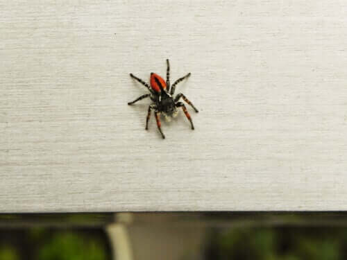 Sådan kan man overvinde en frygt for edderkopper
