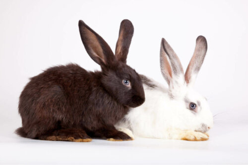 To kaniner viser en dyregeneration