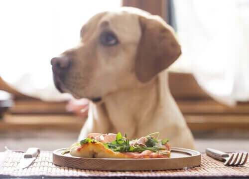 Er det sundt, hvis hunde spiser en vegansk kost?