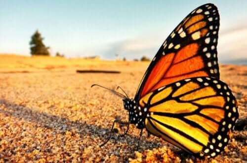 Monark sommerfuglen og dens fantastiske vandringer