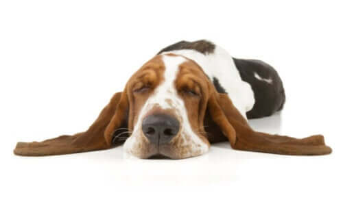 Narkolepsi hos hunde - definition og kendetegn