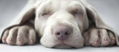 Sovende hund illustrerer narkolepsi hos hunde