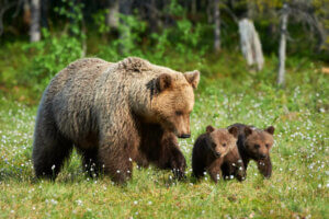 Ved du, hvordan bjørne passer deres unger?