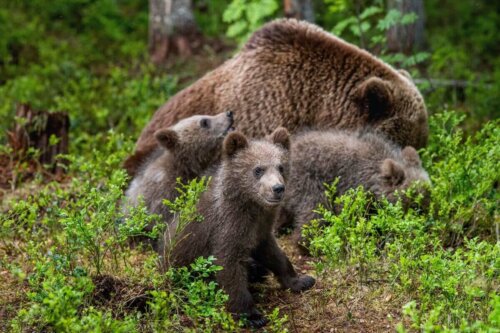 En bjørnefamilie viser, hvordan bjørne passer deres unger
