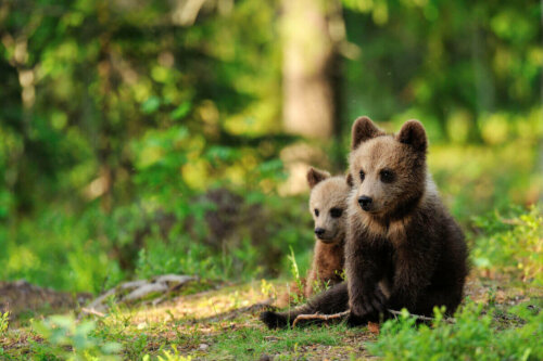 To bjørneunger