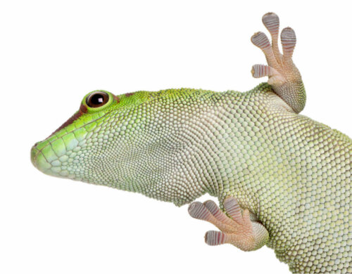 En gekko ses nedefra