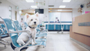 Hund på dyreklinik