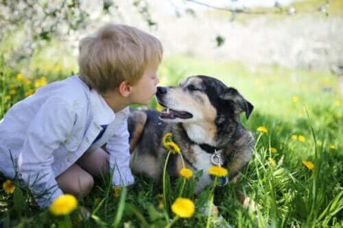 Dreng kysser hund kærligt for at lindre lupus hos hunde