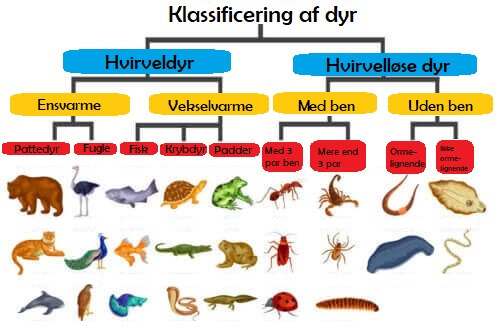 Klassificering af forskellige dyrearter