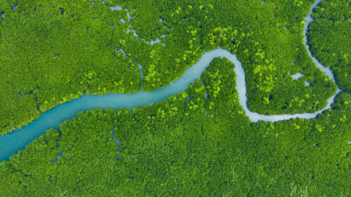 Flod i jungle set oppefra