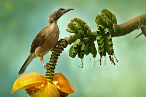 Fugl på banantræ
