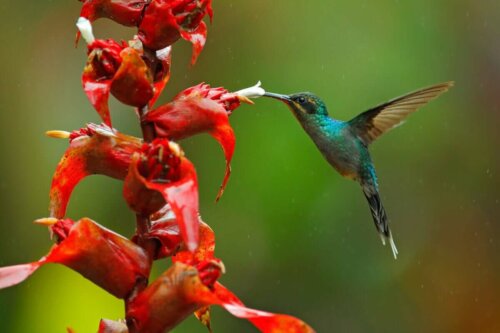 Kolibrien er eksempel på nektarsugende fugle