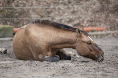 Hest ligger ned: Tidlig opdagelse af kolik hos heste er vigtigt