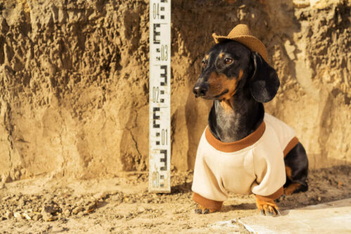 Hund klædt ud som arkæolog