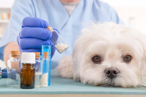 Dyrlæge ordinerer antihistaminer til hunde