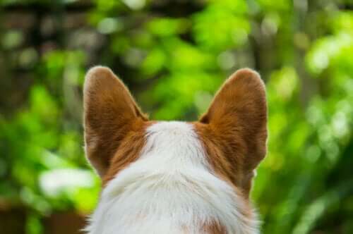 Hund med små, spidse ører