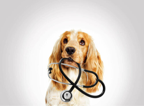 Hund med stetoskop symboliserer akut pleje til små dyr