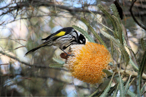 Eksempel på nektarsugende fugle