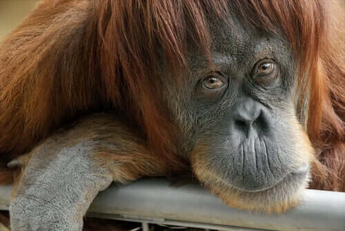 Orangutang kigger på kamera