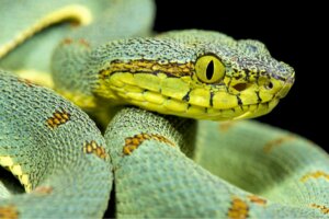 Takket være slanger kan vi bruge dyrs gift som medicin
