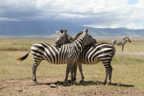 To zebraer sammen