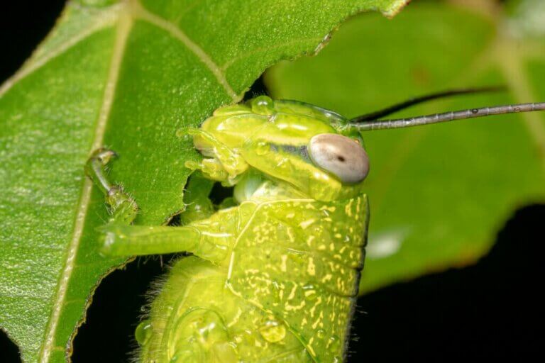 Hvad spiser græshopper egentlig?