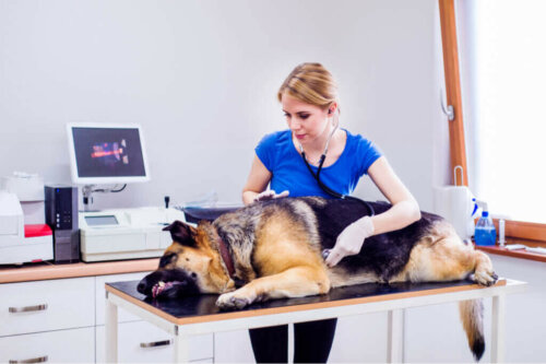 Irritabel tyktarm hos hunde: Årsager og symptomer