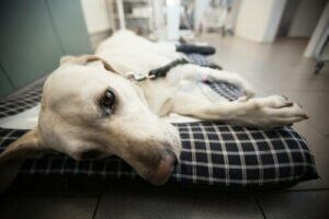 Neosporose hos hunde: Årsager, symptomer og behandling