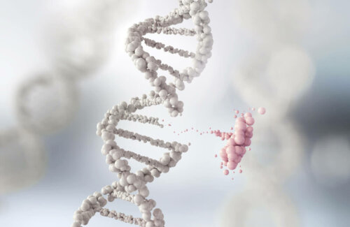 DNA illustrerer Lamarckisme