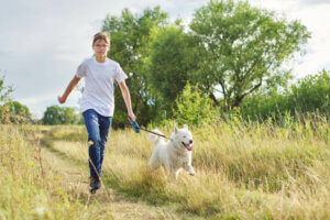 Daglige gåture for hunde vil snart blive lovpligtigt i Tyskland