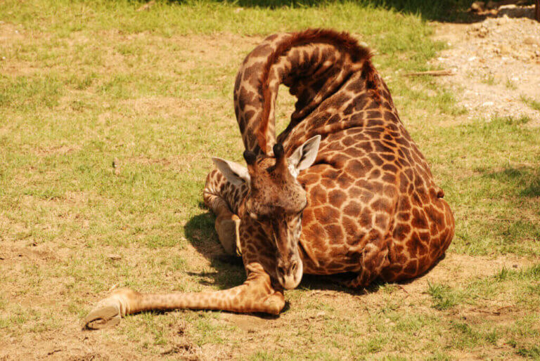 Søvnvaner hos giraffer: Hvorfor sover de så lidt?