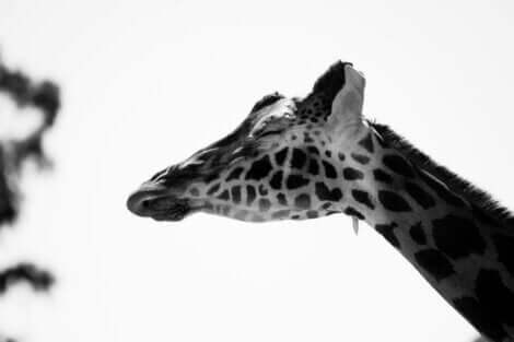 Giraf med lukkede øjne illustrerer søvnvaner hos giraffer