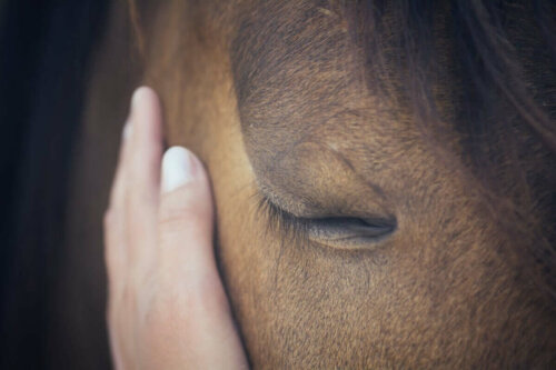 Hest med lukkede øjne og menneskes hånd på siden af hovedet