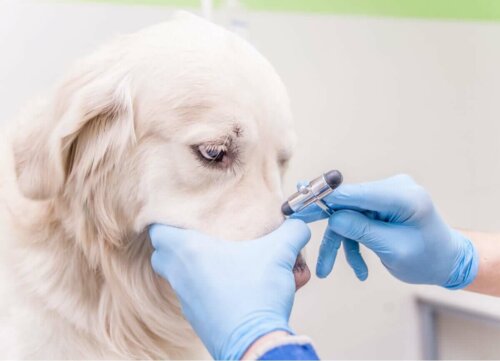 Dyrlæge tjekker for autoimmune sygdomme hos hunde